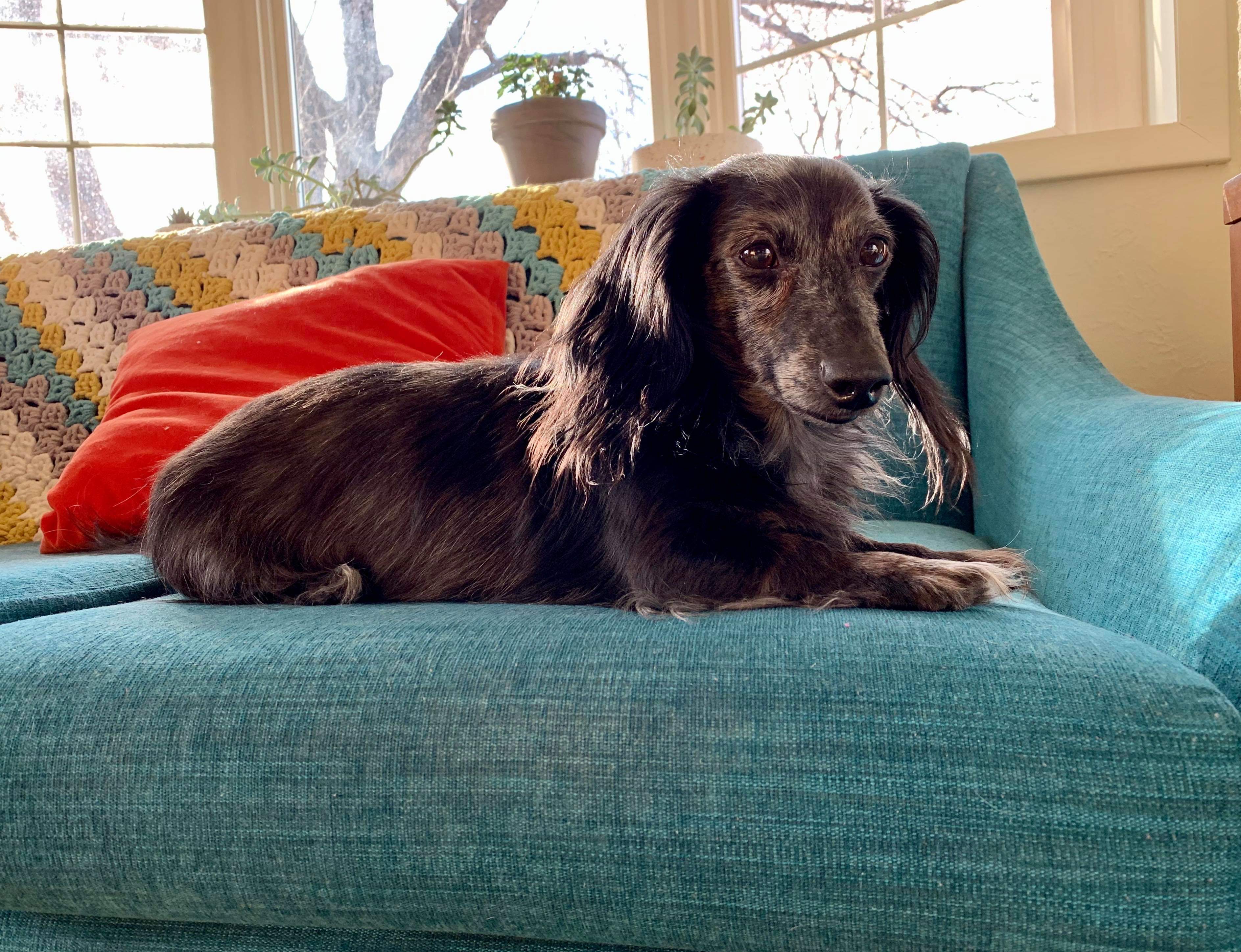 A black and gray dappled miniature dachshund laying on a blue sofa